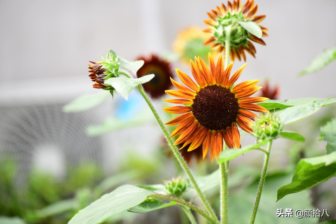 这个夏天我在花园里种向日葵|园丁