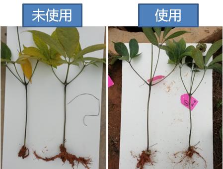 大蒜素能预防真菌感染吗,大蒜素治疗细菌感染