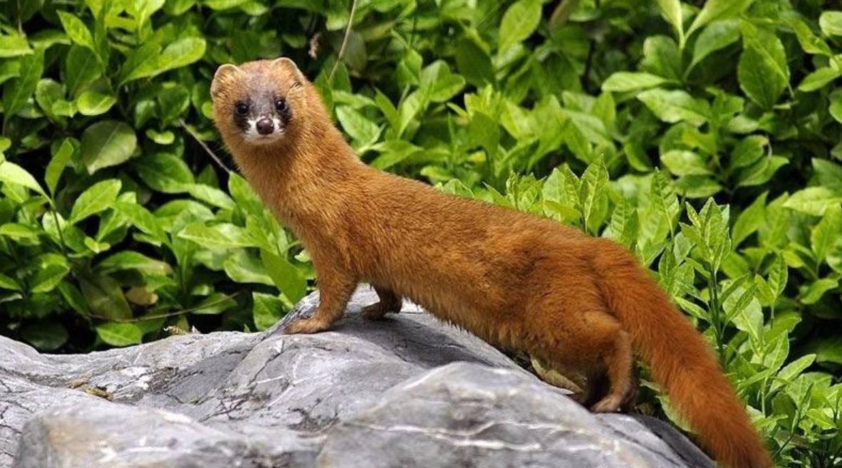 为什么老人常说黄鼠狼杀不得,为啥老人说黄鼠狼杀不得