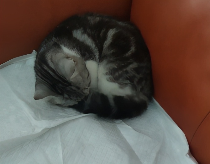 团子猫传腹治好了吗,团子的猫传腹