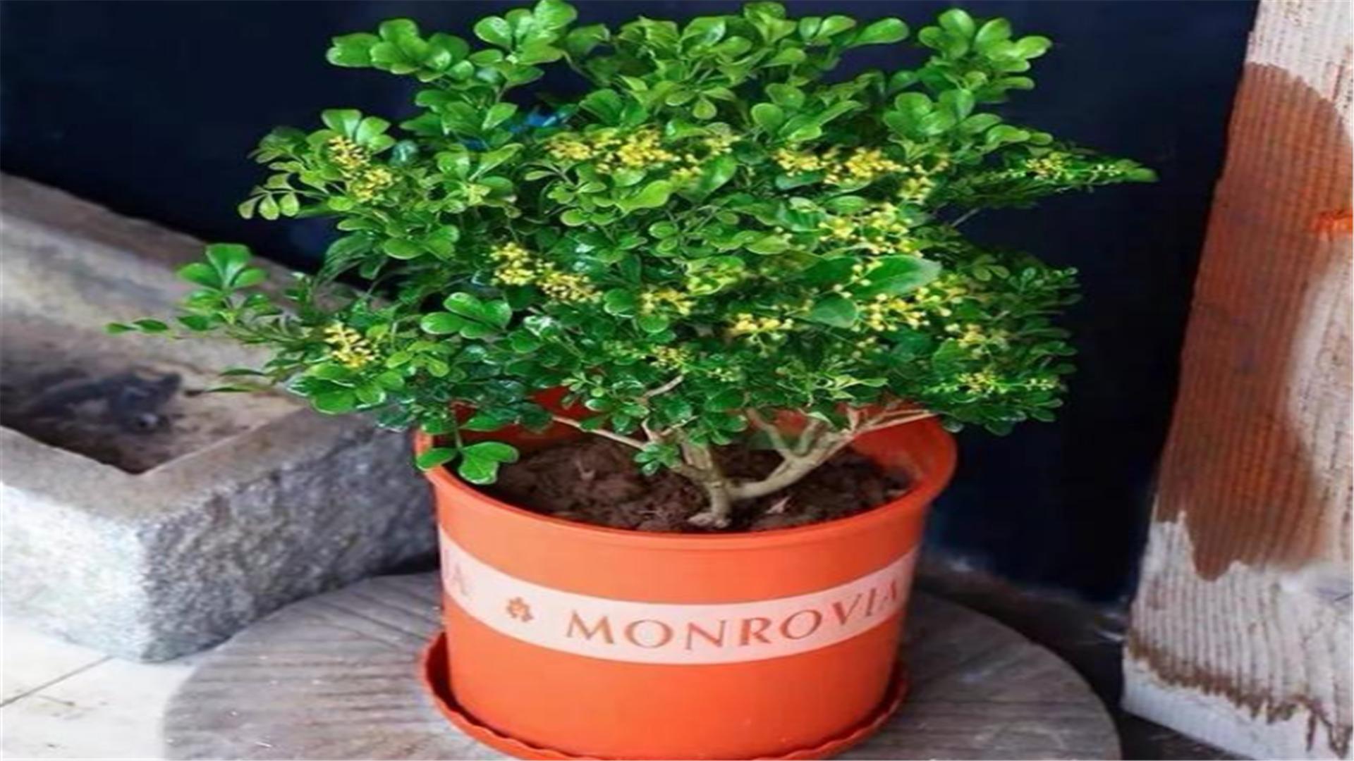 米兰春季的养殖方法,春天米兰枝头全剪光要怎么养护