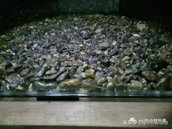 丛林造景黄缘龟池设计图大全,龟宝宝黄缘龟生态缸造景教程