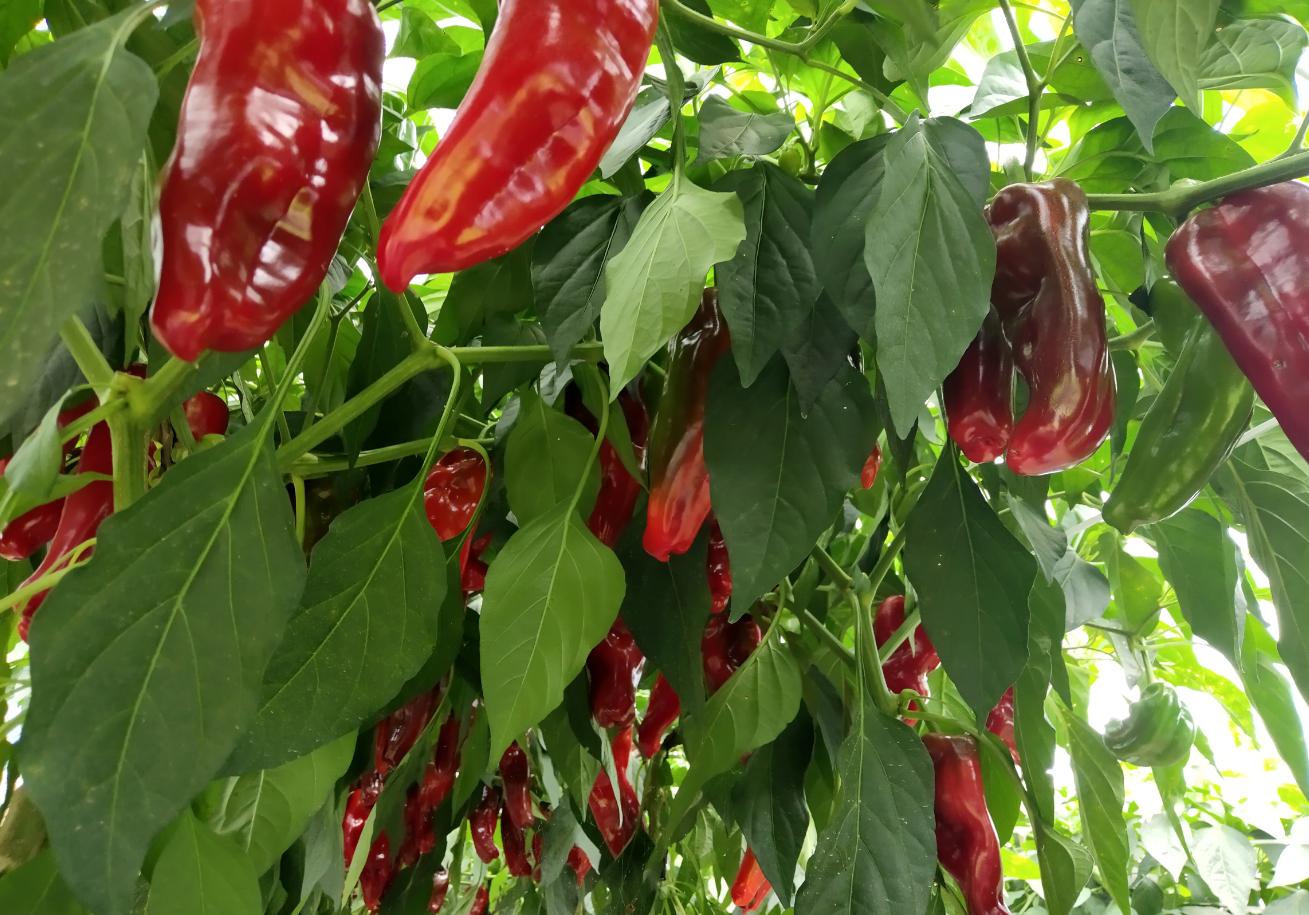 安徽本地小辣椒,池州贵池石台小辣椒