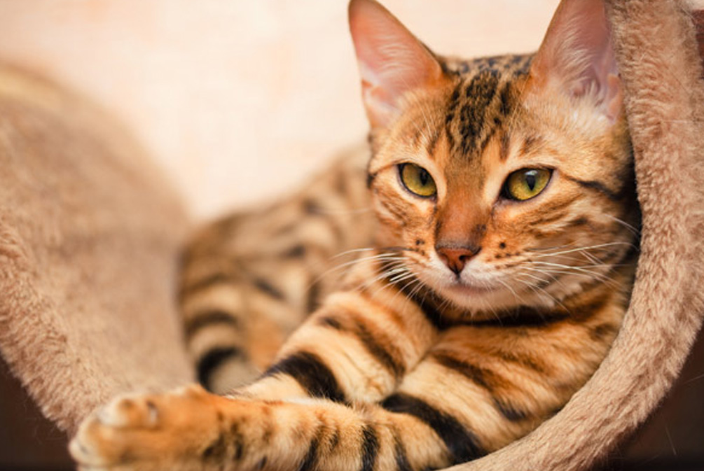 猫咪口臭的解决方法在家,猫咪口臭的原因及治疗