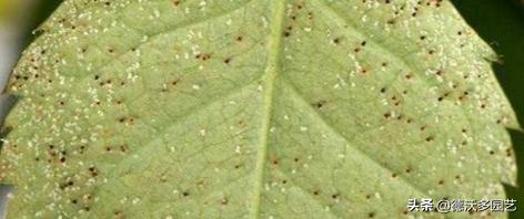 阳台养花怎样预防病虫害呢,家庭养花病害大全