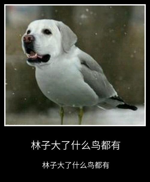 社会犹如一条船,社会就像一个丛林