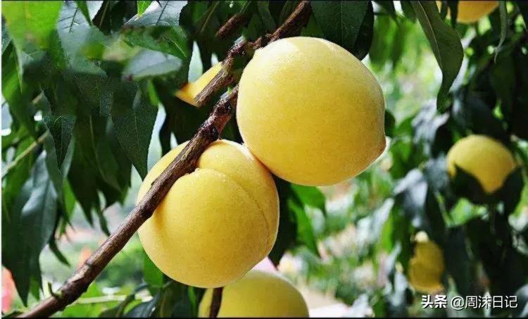 早熟的黄油桃,黄油桃无毛