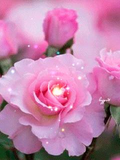 海边水中玫瑰花图片高清大图,最美山水花草倒影图片