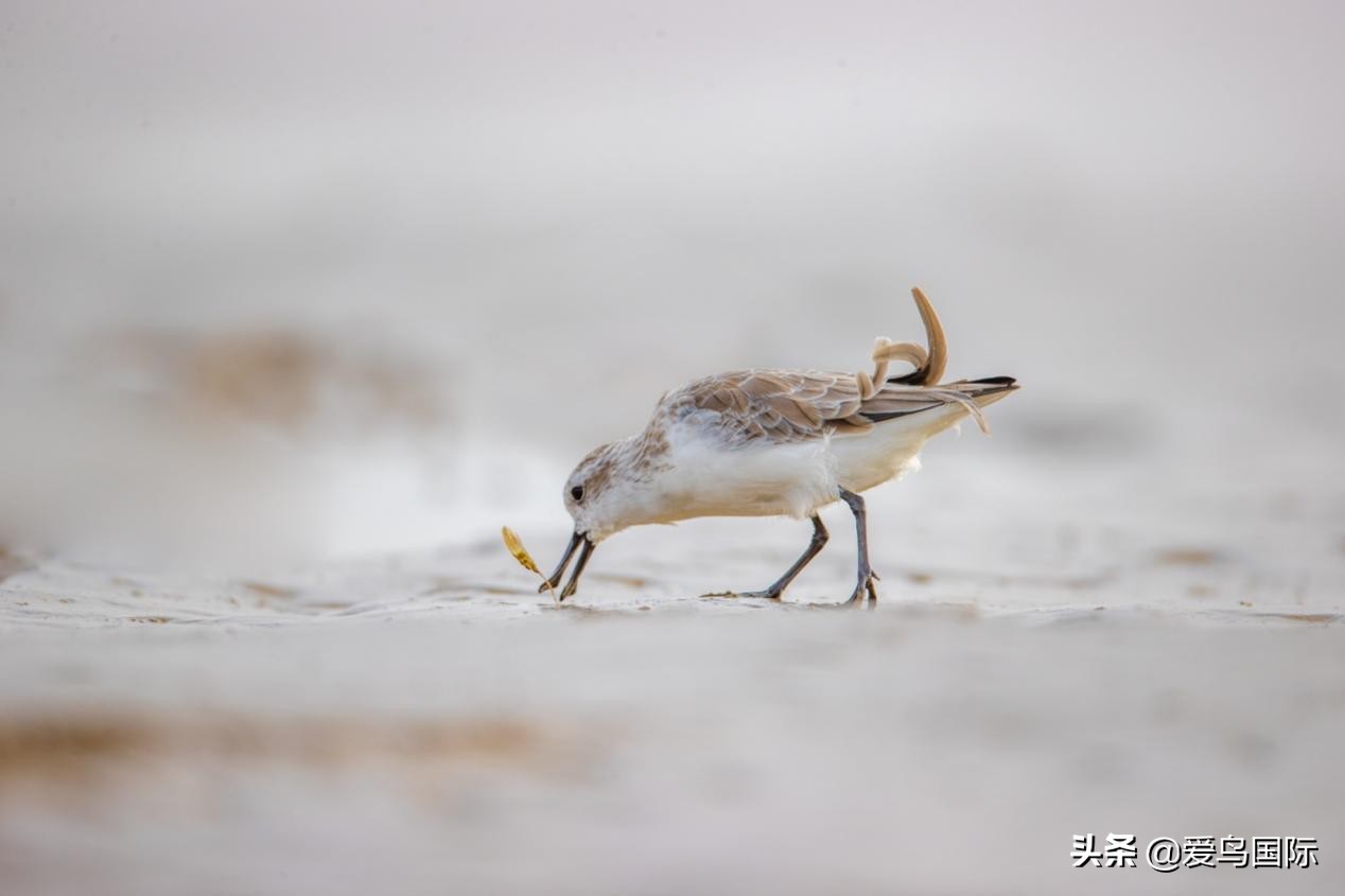 勺嘴鹬自带饭勺的小萌物,自带饭勺的勺嘴鹬