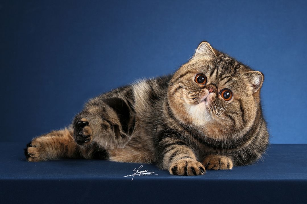 加菲猫到底讲了一个什么样的故事,带你了解加菲猫