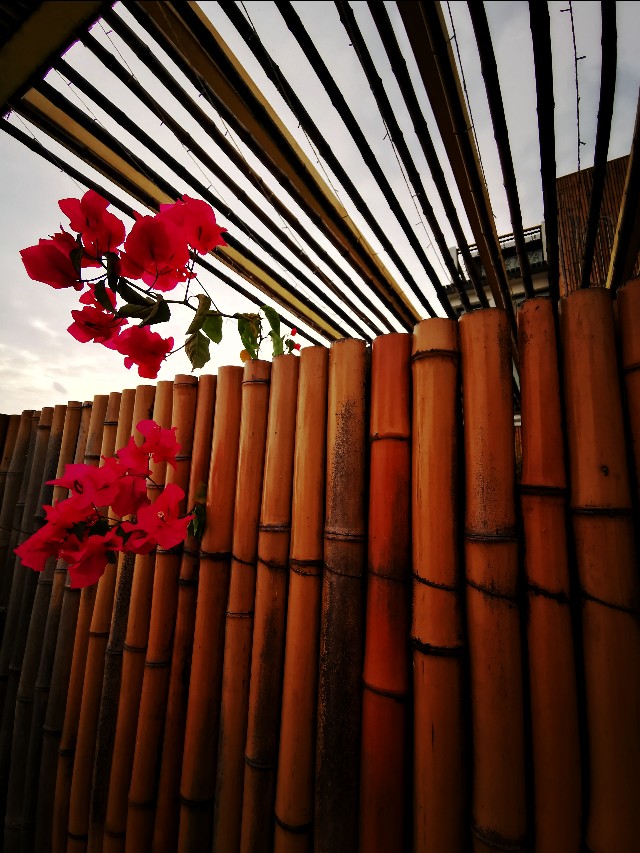 我是花痴，我花心（苏州西山行之一）