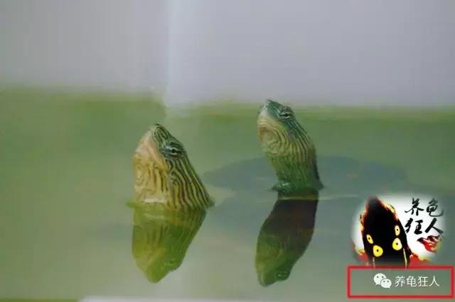 南石龟草龟花龟哪个体型大,草龟花龟珍珠龟哪个更好养