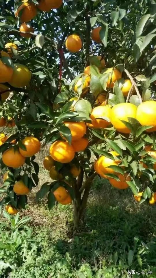 休闲农业盈利模式柱状图,休闲农业十大趋势图