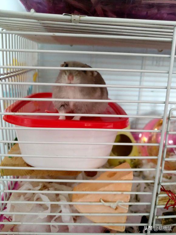 仓鼠怀孕后的注意事项,仓鼠生育注意什么事项图片