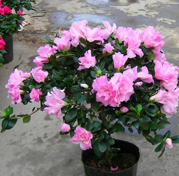 杜鹃花叶子黄了养殖方法,杜鹃花叶子长出来怎么打理