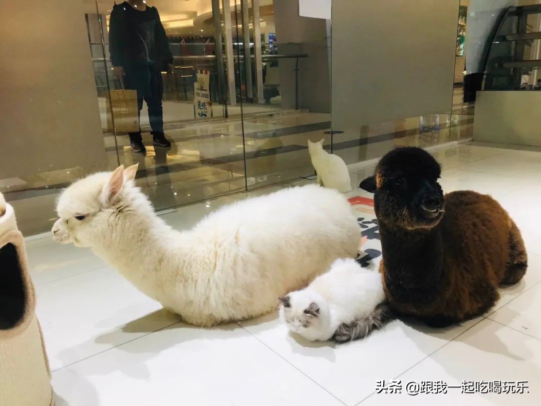 猫咖和羊驼咖,猫咖可以和什么结合在一起