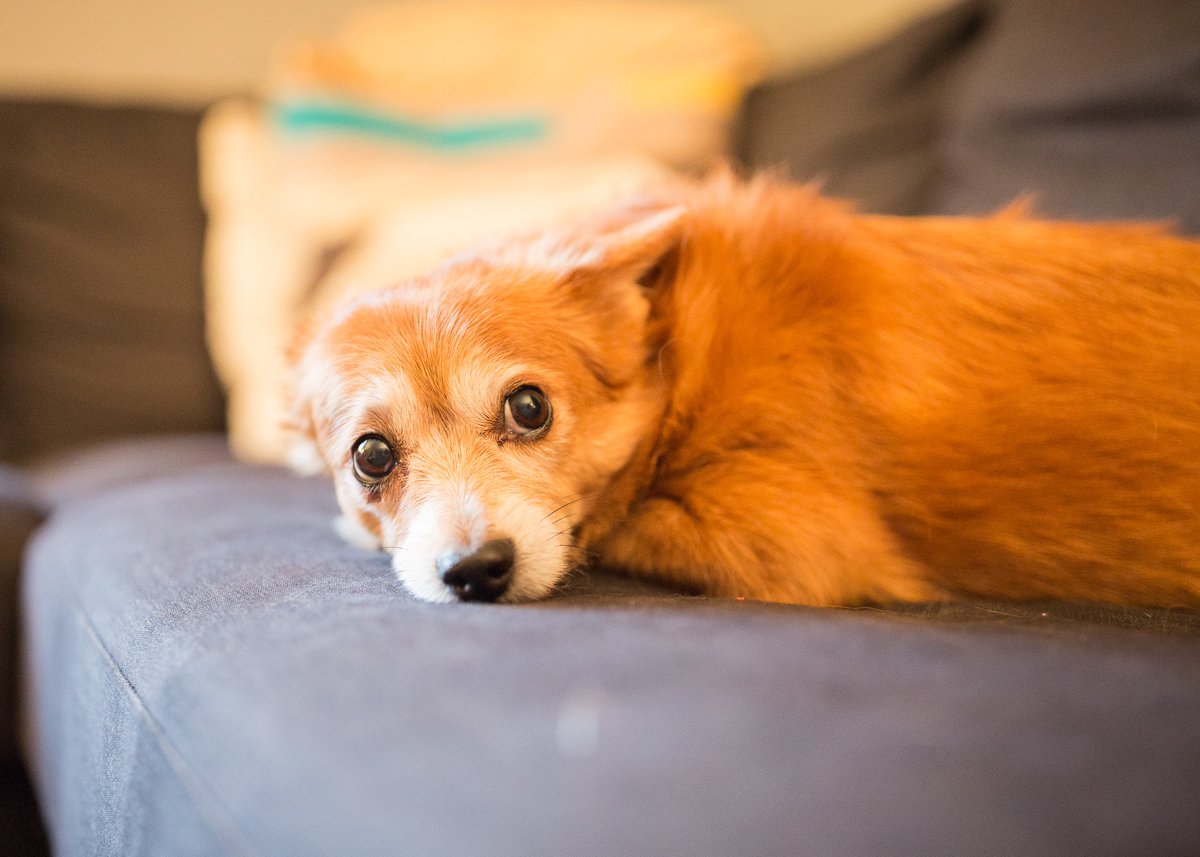 狗狗心衰呼吸特别急促还有救吗,狗狗充血性心衰