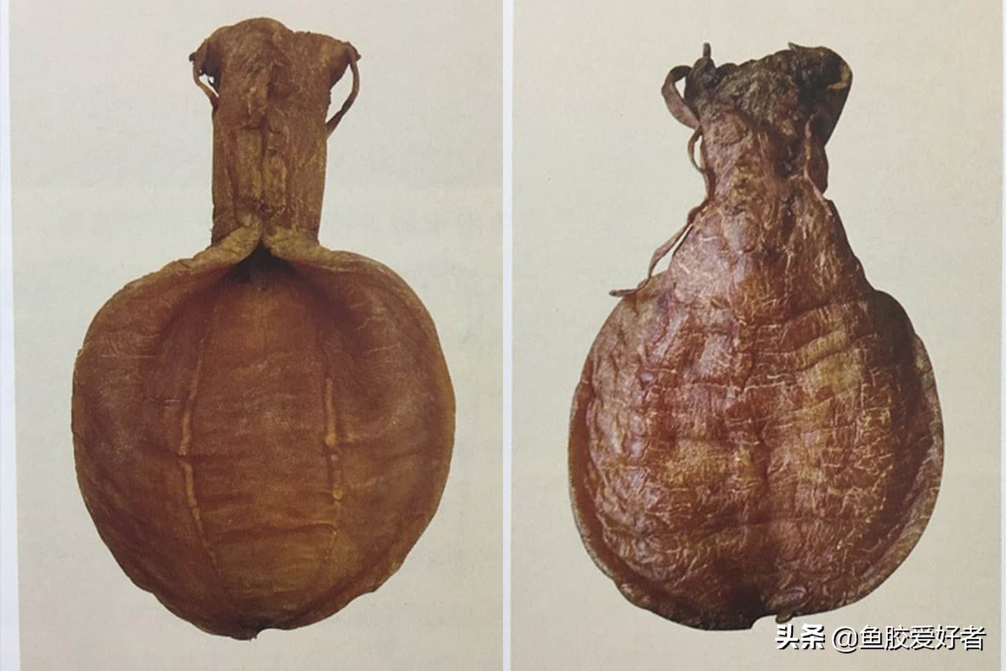 金钱鳘鱼胶行业中有鱼胶之王称号,金钱鳘鱼胶赤嘴鳘鱼胶