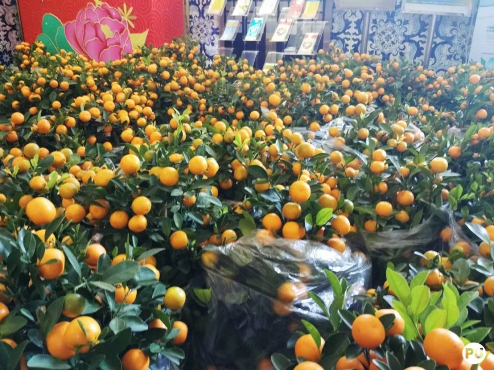 澳门一日游傻瓜攻略,过年澳门旅游住宿省钱攻略