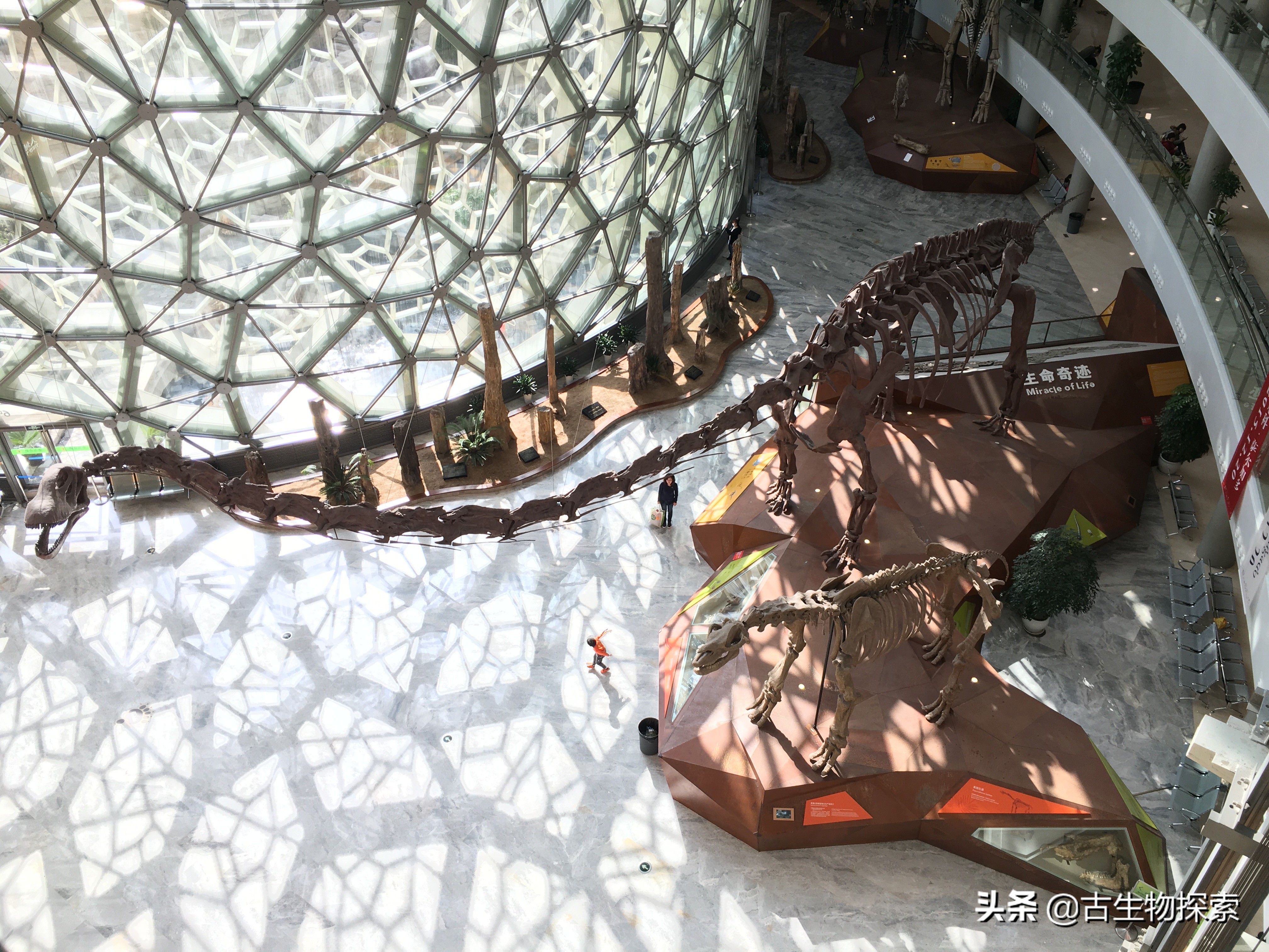 中国新发现的巨型新疆恐龙种类,中国新发现恐龙化石