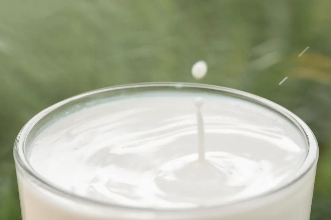 千万网红推荐的牛奶真的好喝吗,网红最好喝的纯牛奶