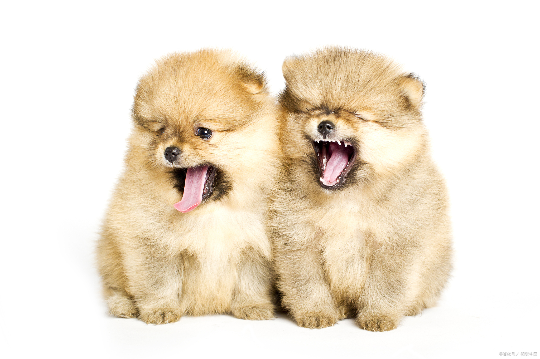 博美换狗粮要注意什么细节,博美吃哪种狗粮比较好一点