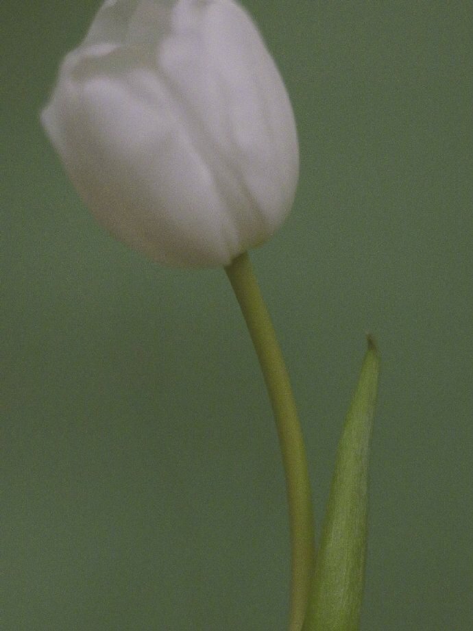 晚安谈爱情,晚安谈恋爱的句子