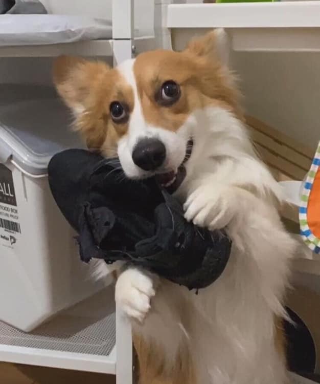 柯基咬拖鞋主人反咬玩具,两只柯基抢玩具