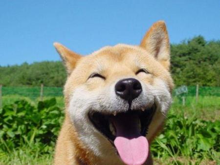 狗狗总放屁臭怎么解决,狗狗太臭了能几天洗澡一次