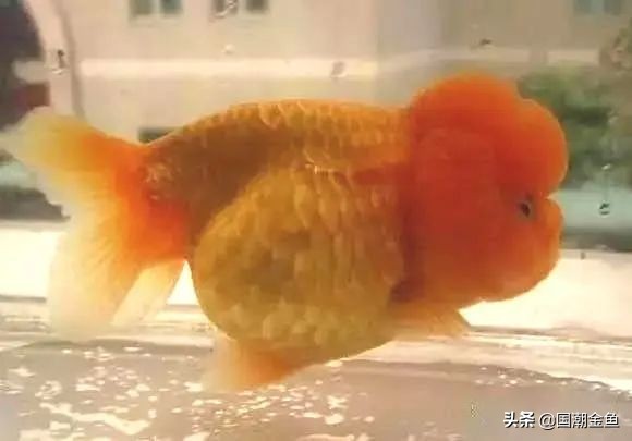 最有特色的金鱼,传统老三样金鱼