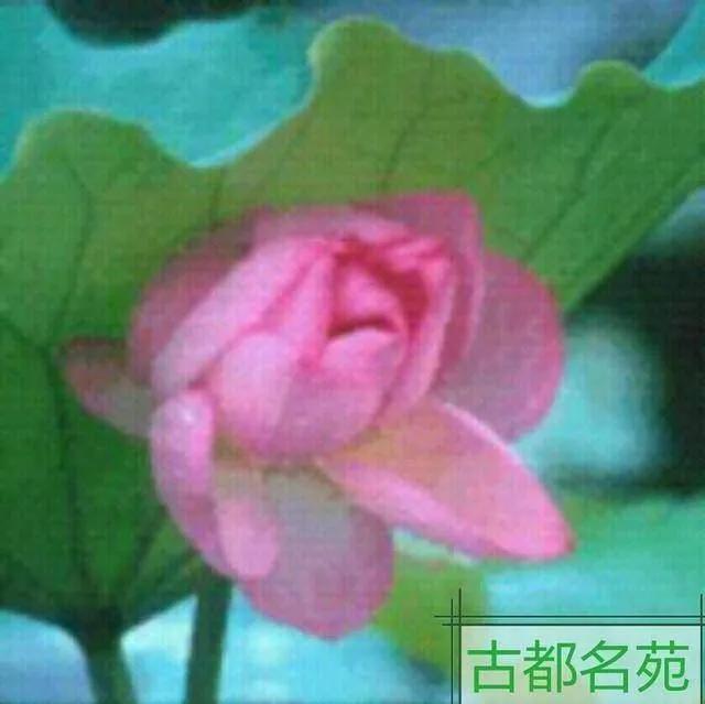 楂樺師鑽掓紶鍗佸垎鑹伴毦,楂樺師寰掓涓夊ぉ璺嚎