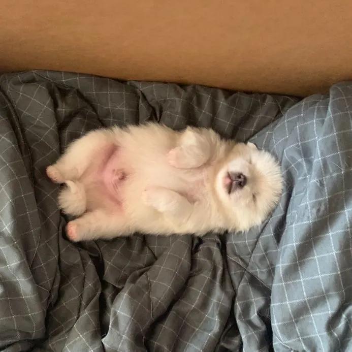 模仿狗狗睡姿,分享下你家狗子的睡姿