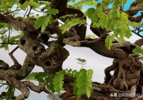 黄檀植物,和小叶紫檀最相似的植物是什么