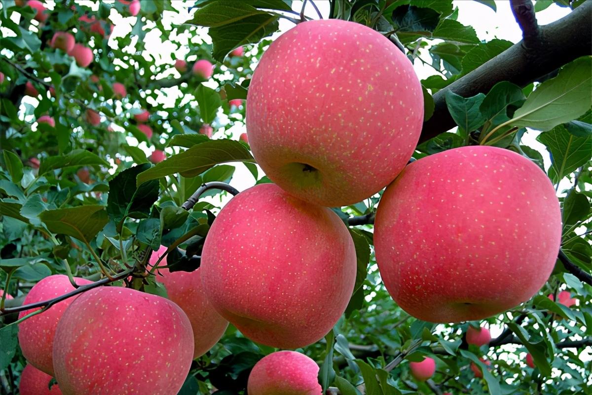 从摇钱树变成了“要钱树”，谁来为3000万吨红富士苹果买单？