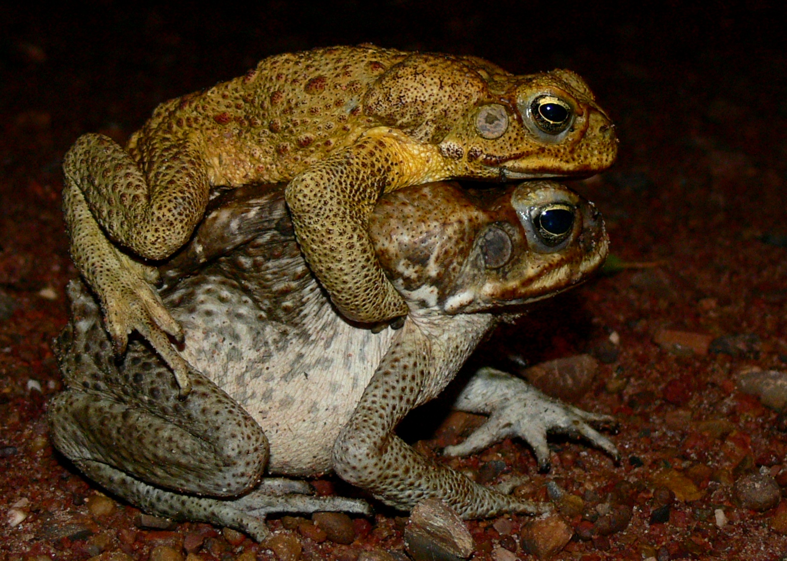 动物中性冲动最强是哪个？澳洲入侵毒蟾泛滥15亿只，人类被逼认输