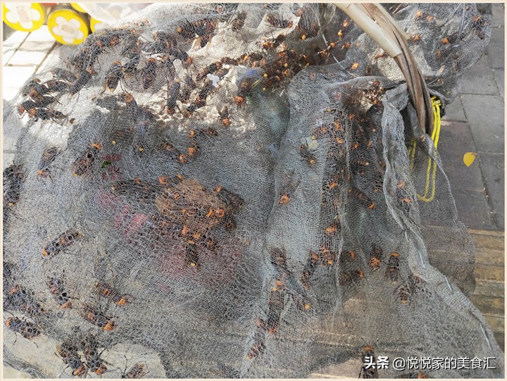 广东黑盾蜂王5元一只,小伙养殖胡蜂一只蜂王卖3000元