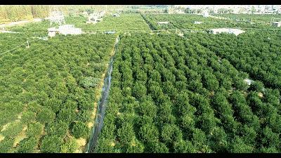 新会陈皮果农直播,广西陈皮和新会陈皮的区别