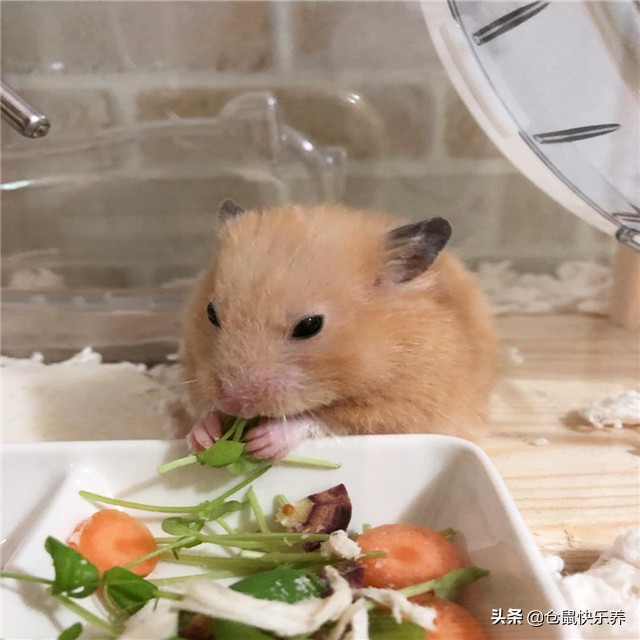 仓鼠吃饭但是不喝水怎么办,要是仓鼠不吃粮食也不吃饭怎么办