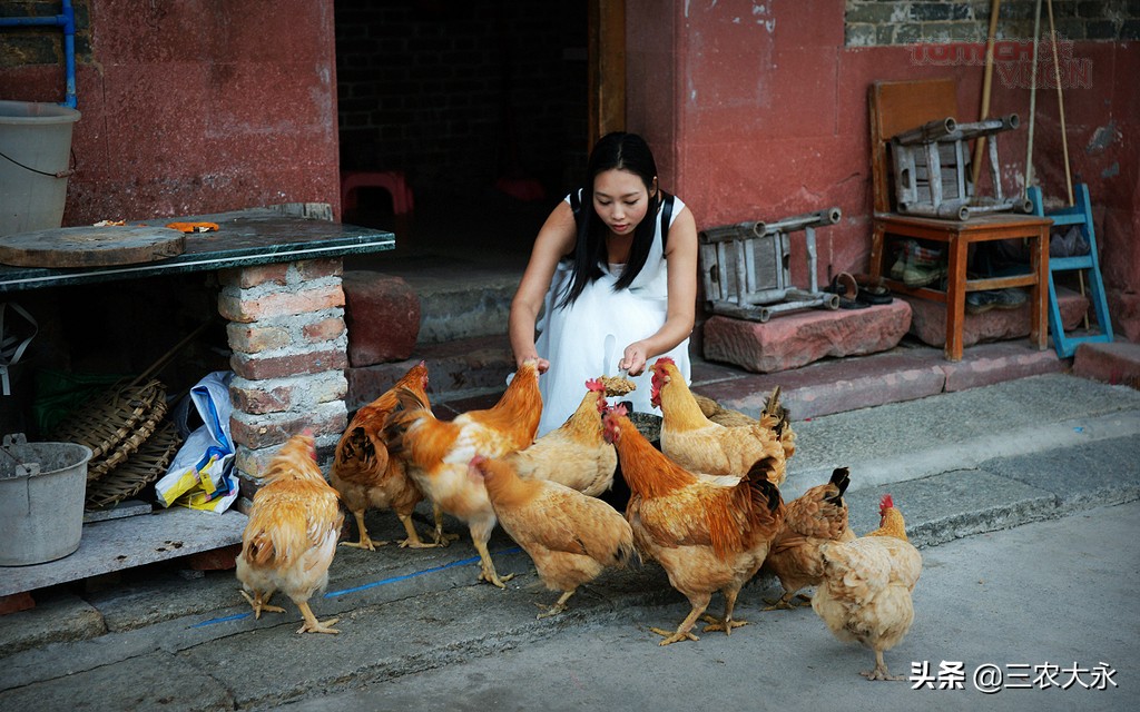 鸡张嘴呼吸最佳治疗方法,鸡喘气呼噜呼噜的是怎么回事