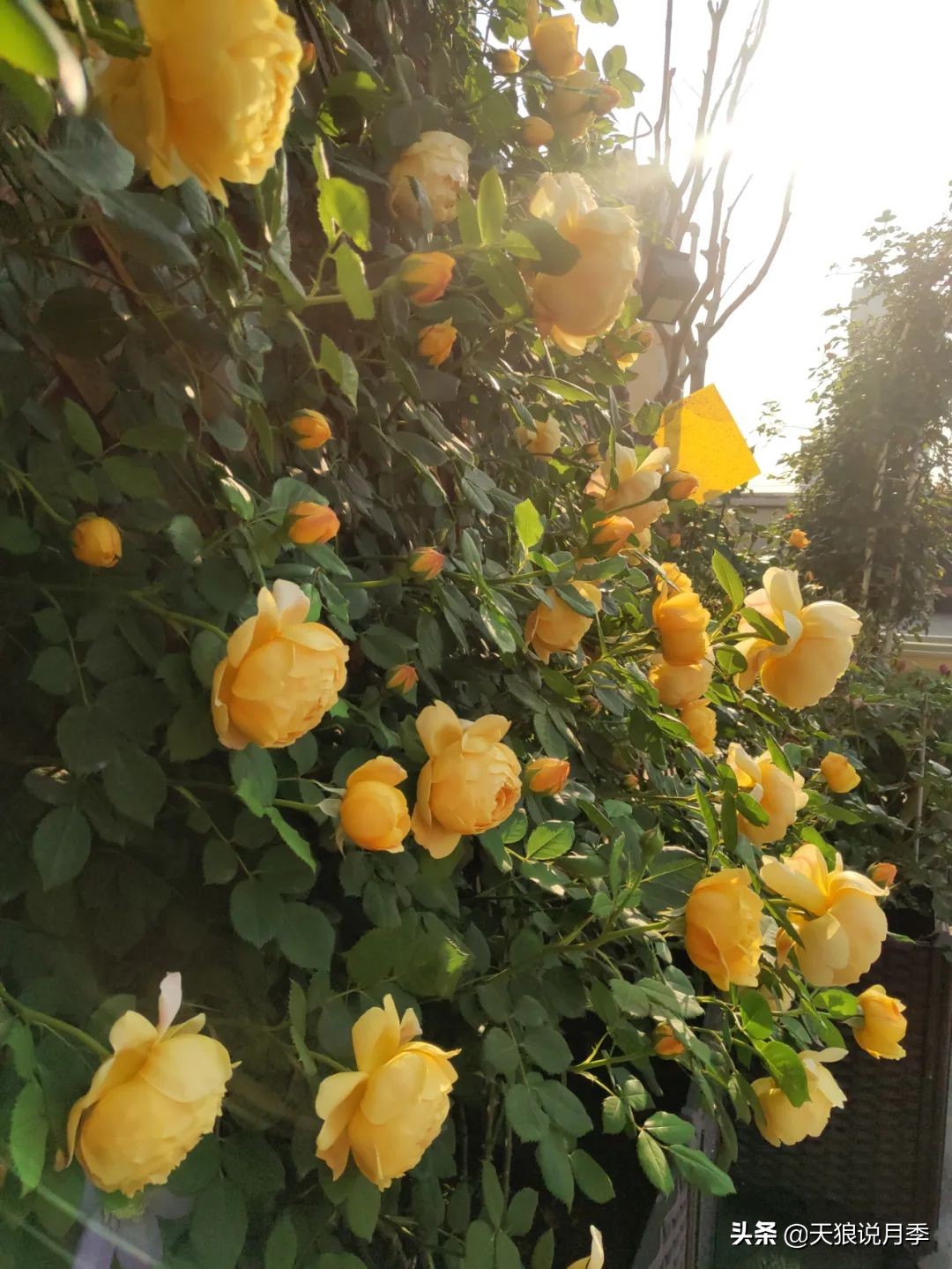 月季春季第一波花要不要剪,月季春季第一波花开后嫁接