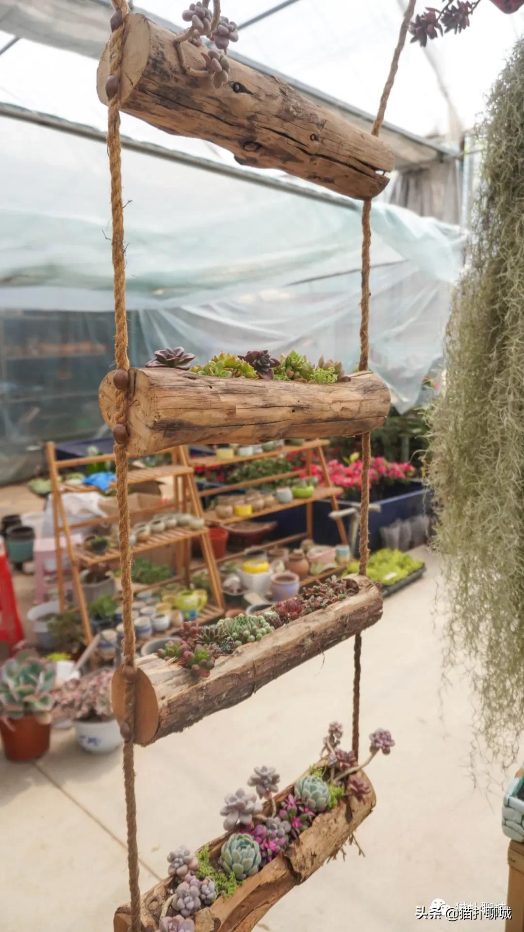 聊城最便宜的花卉批发,聊城附近的花卉市场