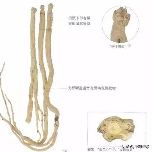 *党**参在市场上有哪些掺假现象？我们如何区分质量好坏？