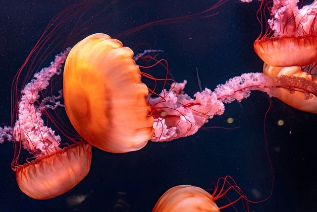 连快门你都不懂?还敢说自己爱摄影?