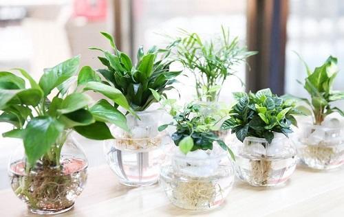 养花小妙招花黄叶怎么补救最快,花黄叶怎么补救最快