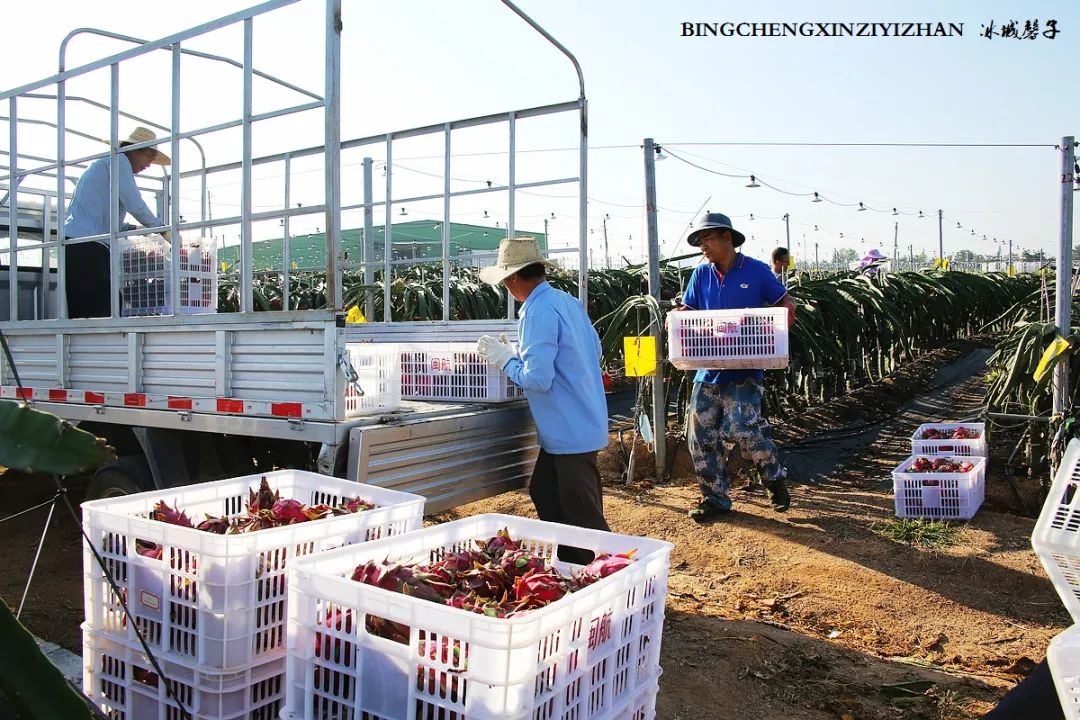 附近的火龙果采摘园海南,海南火龙果采摘