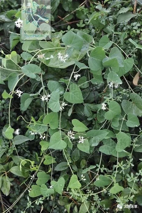 鹅绒藤是草本吗,鹅绒藤汁液