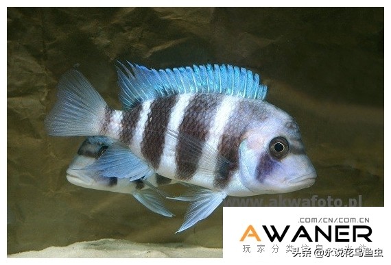 慈鲷种类图片,慈鲷科鱼品种大全