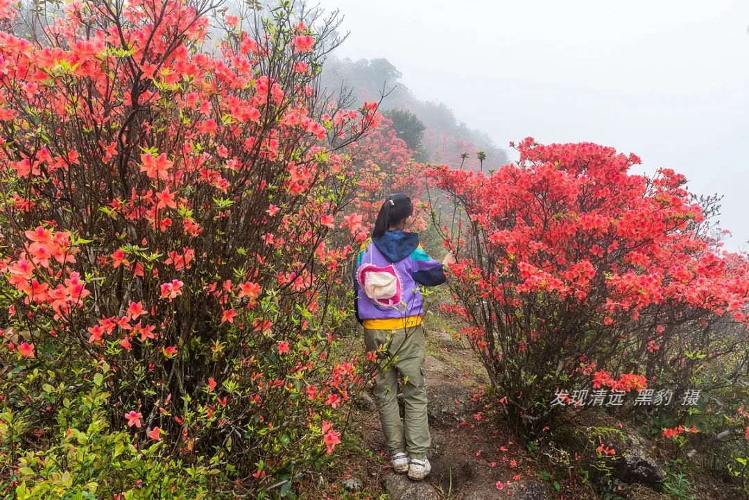 在天露山杜鹃花海丛中劲跳广场舞，这帮广东大妈又火了