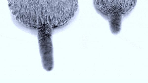 长毛猫撸猫毛工具,哪种撸猫毛的工具好用