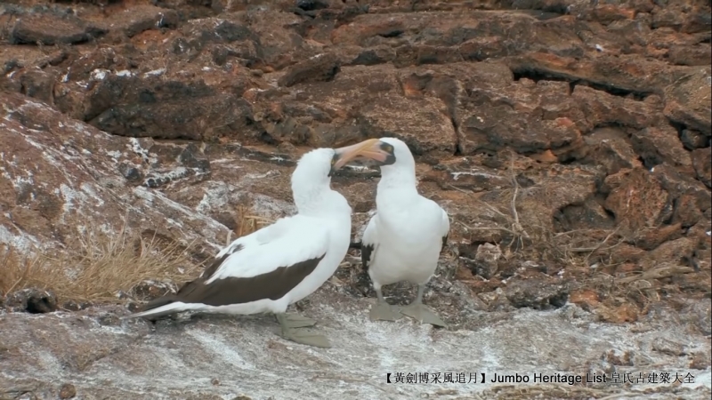 世界上最长寿的象龟多少岁,迄今发现最长寿的龟